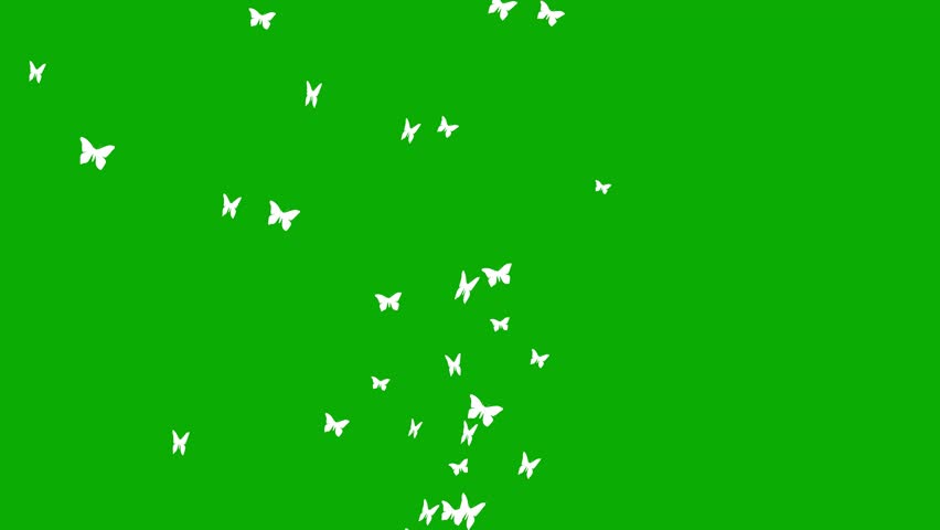 Flying butterflies motion graphics with green screen background