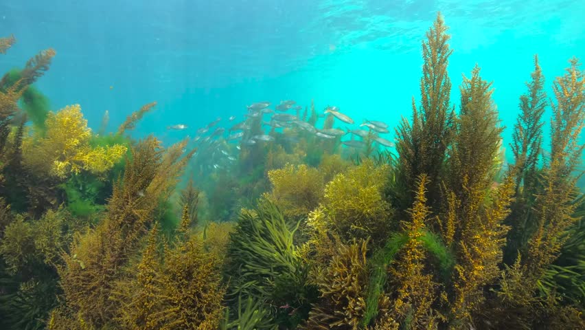 School of fish (bogue) with seaweed underwater seascape in the Atlantic ocean, natural scene, Spain, Galicia, Rias Baixas, 59.94fps | Shutterstock HD Video #1110927127