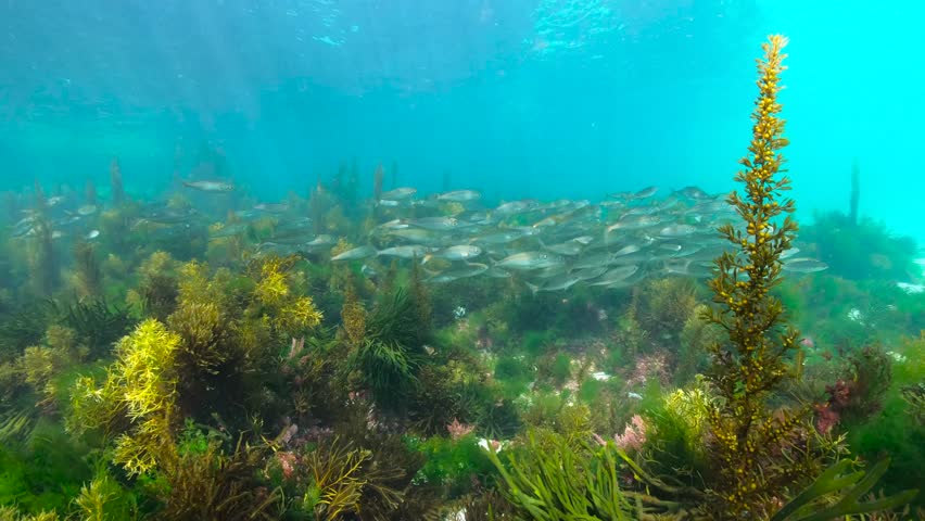 A school of fish (bogue Boops boops) with seaweed underwater in the Atlantic ocean, natural scene, Spain, Galicia, Rias Baixas | Shutterstock HD Video #1110927129