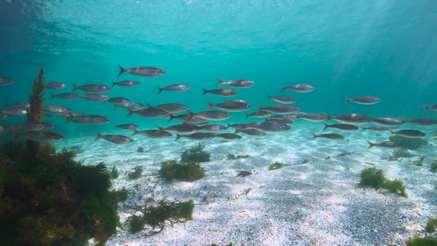 Bogue fish schooling between water surface and a sandy seabed, underwater seascape in the Atlantic ocean, natural scene, Spain, Galicia, Rias Baixas | Shutterstock HD Video #1110927131