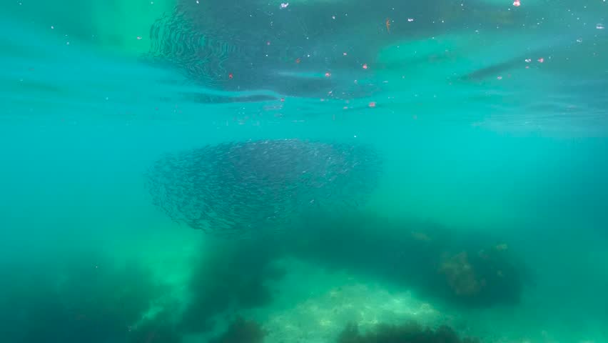 Bait ball of a school of anchovy fish as they get chased underwater in the Atlantic ocean, European anchovy Engraulis encrasicolus, natural scene, Spain, Galicia, Rias Baixas, 59.94fps Royalty-Free Stock Footage #1110927133