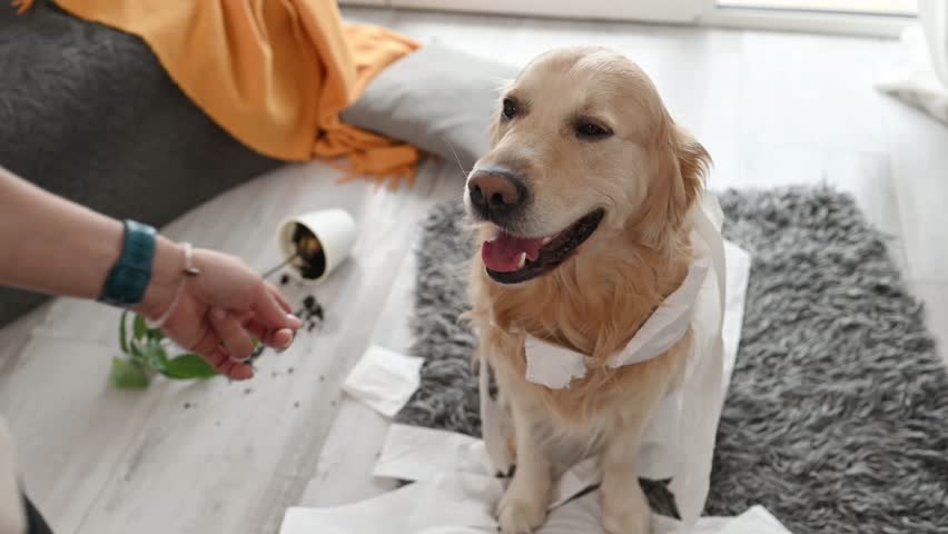 Golden retriever dog looking guilty at girl owner after playing with toilet paper in living room. Woman scolds pet doggy for mess with tissue paper at home