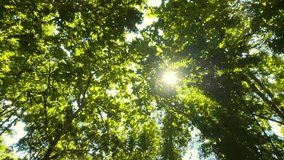 Looking Up at Lush Green Tropical Jungle Forest with Bamboo Trees Against Bright Summer Sun and Blue Sky, Worms Eye View 4K Slow Motion Wide Angle Nature Escape Travel Concept Footage, Thailand. - Powered by Shutterstock - Get 15% off with code: PIKWIZARD15