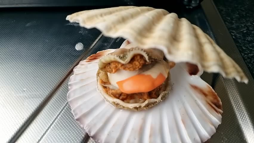 Whole Bay scallop saltwater clam inside shell on aluminium kitchen surface