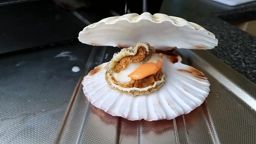 Jumbo whole Bay scallop edible saltwater clam inside shell on aluminium kitchen surface