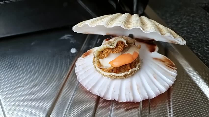 Whole Bay scallop edible saltwater clam inside jumbo shell on aluminium kitchen surface