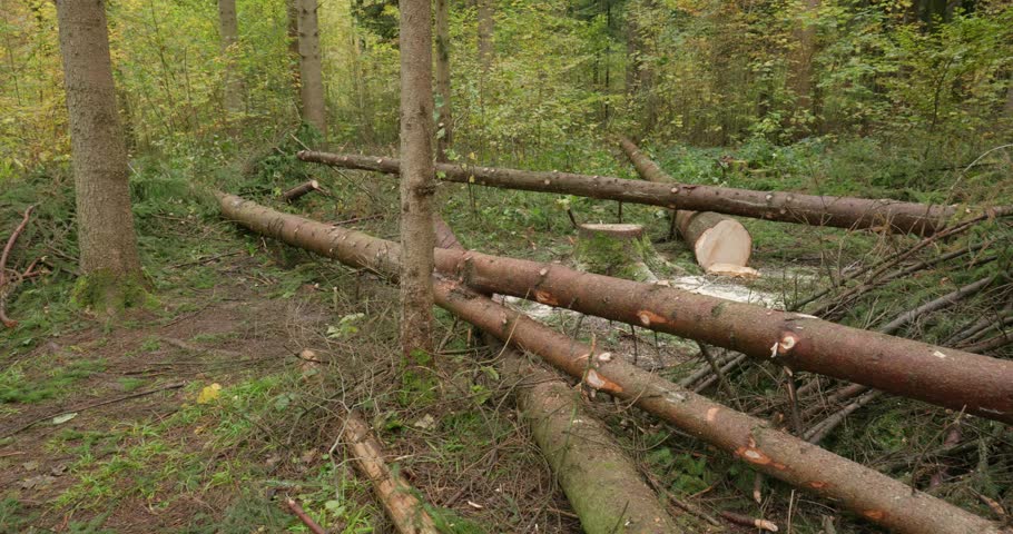 Freshly cut down tall tree trunk laying on the ground in a forest in Europe. Autumn scene, fall colors, panning shot, real time, no people