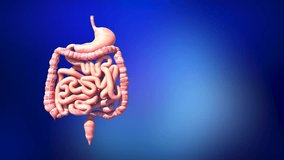 Anatomy of the human digestive system, internal parts. Anatomical 3D 3D rendering Medical and healthcare, science animation. Digestive system organ of Human.
