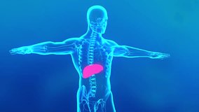 Damage liver disease symptoms liver failure Anatomically, healthy liver to a fatty liver. accurate realistic 3d animation of damaged human internal organ. medical animation of male anatomy.