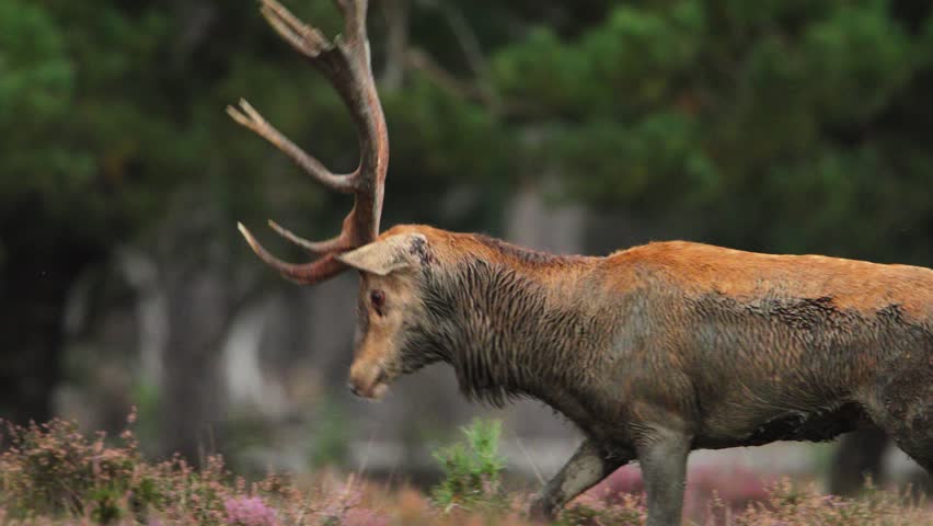 Close up shot of a magnificent red deer bucj with a large rack of antlers and covered in mud, walking through the forest, slow motion