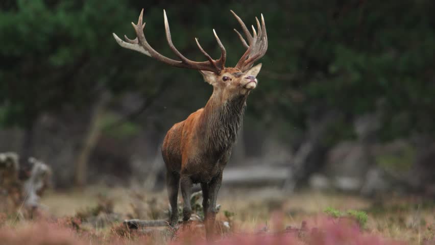Close up of a huge red deer buck with a large rack of antlers looking powerful and majestic even covered in mud trotting in an evergreen forest with his harem of doe