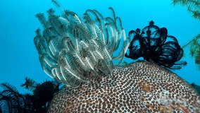 Wide angle underwater video of crinoids in white and black against a bright blue ocean and small fish swimming in the background. 3D Illustration
