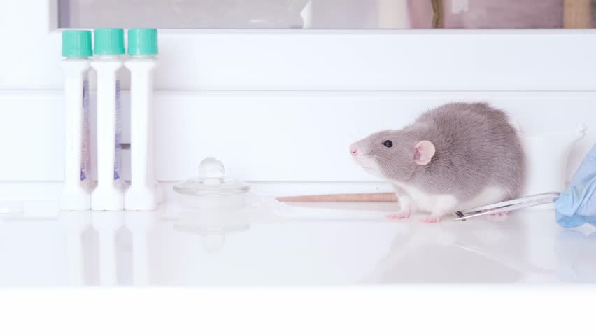 electronic chip in hand of scientist, experimental laboratory gray rat, Genetic Modifications, Behavioral Studies Research on rodents, Mouse-based Laboratory Experiments Royalty-Free Stock Footage #1110941783