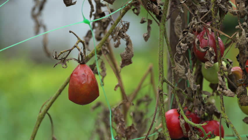 Overripe rotten tomato in organic vegetable garden, selective focus