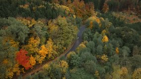 Drone shot of car driving on winding road in the jungle. Forest with trees in autumn.