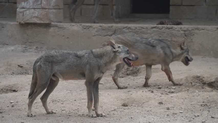 Arabian wolf (Canis lupus arabs) is a subspecies of gray wolf native to the Arabian Peninsula—to the west of Bahrain, as well as Oman, southern Saudi Arabia, and Yemen. D.G Khan Zooin Pakistan. 
