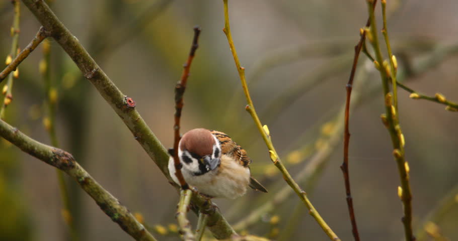A bird sits on branches in autumn and clicks seeds.