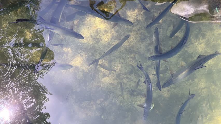 Wild Tarpon fish swimming near a dock in Islamorada, Florida with clear water in the Florida Bay.