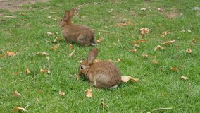 Pair of rabbits eating grass in the field and relaxing 4K 2160p UltraHD footage - Bunny pair outdoor in the grass eating 4K 3840X2160 30fps UHD video