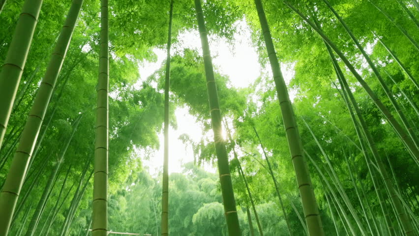 Beautiful and fresh green bamboo forest Royalty-Free Stock Footage #1110948039