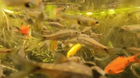 4K Video Freshwater fish on the surface of the water eat pellets given above the water