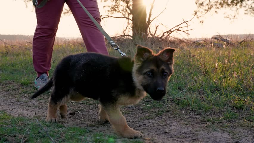 Shepherd puppy walking in park with its owner. Shepherd puppy walks on leash, man walks his small dog in outdoors. Travel in nature with your dog. Active healthy lifestyle, tourism. Pet, human Royalty-Free Stock Footage #1110950829