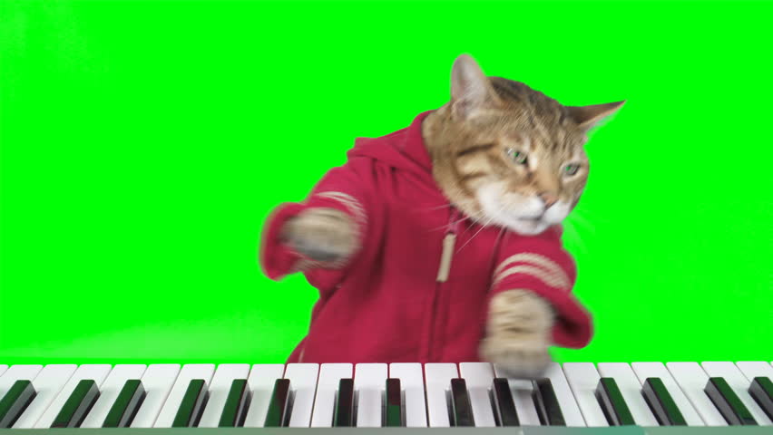 Bengal cat playing digital piano keyboard on green screen isolated with chroma key. | Shutterstock HD Video #1110951003