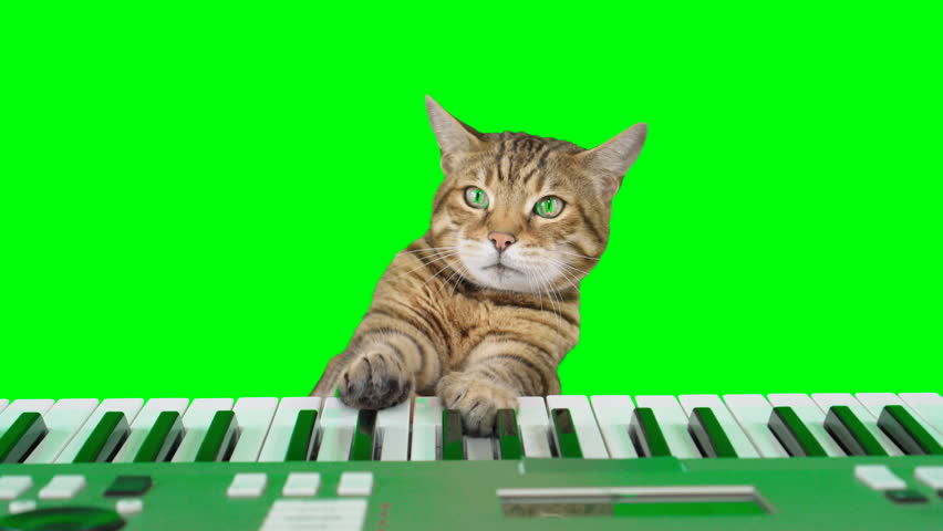 Bengal cat playing digital piano keyboard on green screen isolated with chroma key. | Shutterstock HD Video #1110951005