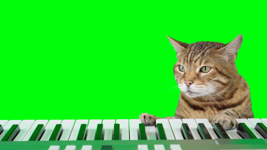 Bengal cat playing digital piano keyboard on green screen isolated with chroma key. | Shutterstock HD Video #1110951015