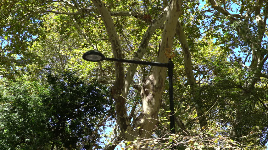 Avenida Liberdade Lisboa Portugal - 08 12 2023: medium shot of a traditional lamp on the avenues in Lisbon interspersed with trees. Collection of videos on the topic.