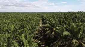 drone video of palm oil plantations in borneo