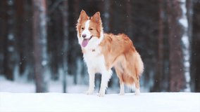 Christmas Day - Happy cute playful purebred border collie dog portrait posing in snowy winter forest waiting for a command and run forward. Smart doggy walking under snow fall. Happy New year concept - Powered by Shutterstock - Get 15% off with code: PIKWIZARD15