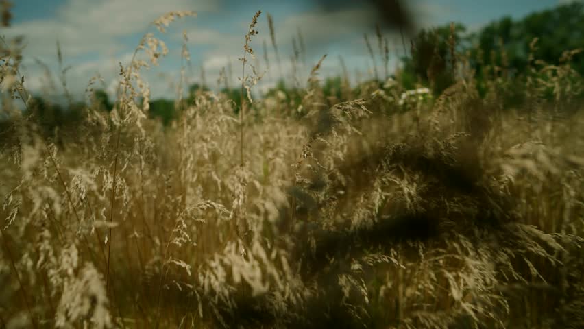 Summer Breeze Rustic Countryside Grass Meadow. Serene Field Summertime Day. Tranquil Meadow On Windy Day Grass Sway. Whistling Stalks Wind-swept Pasture. Swaying Prairie Serene Landscape Green Grass  Royalty-Free Stock Footage #1110958867