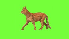 2D,3D cartoon cat animation on the green screen background. It's use for creators or editors.