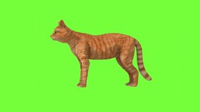 2D,3D cartoon cat animation on the green screen background. It's use for creators or editors.