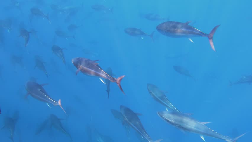 Slow motion of big bluefin tuna swim in tuna farm with many fish, Malta