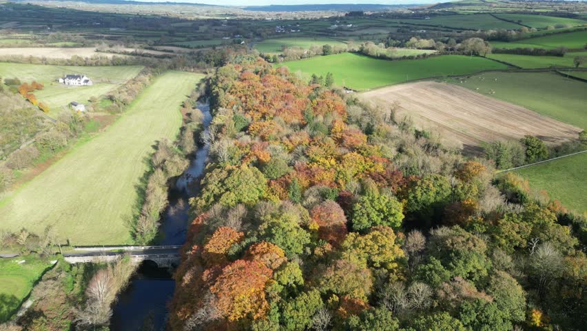 Autumn colours in the forest 