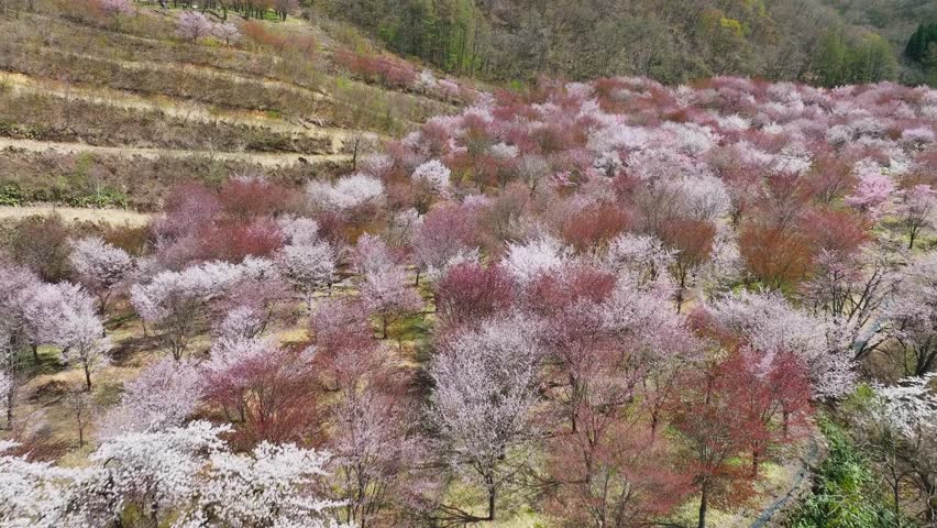 Spectacular view of the cherry blossom garden. Japanese tourist attraction. Drone aerial view. Royalty-Free Stock Footage #1110974149
