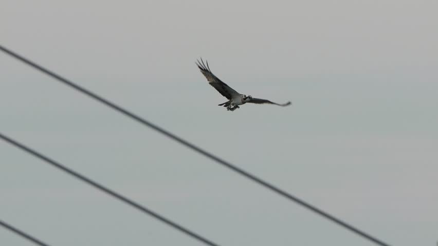osprey is hunting a fish