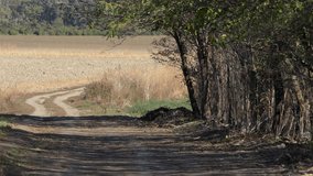 rural landscape at the edge of the village. winding dirt road. 4k video.