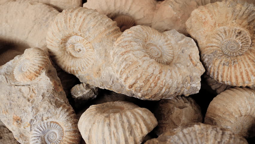 Natural authentic Ammonite fossils. From the desert in Morocco. 4k footage.  Royalty-Free Stock Footage #1110975803