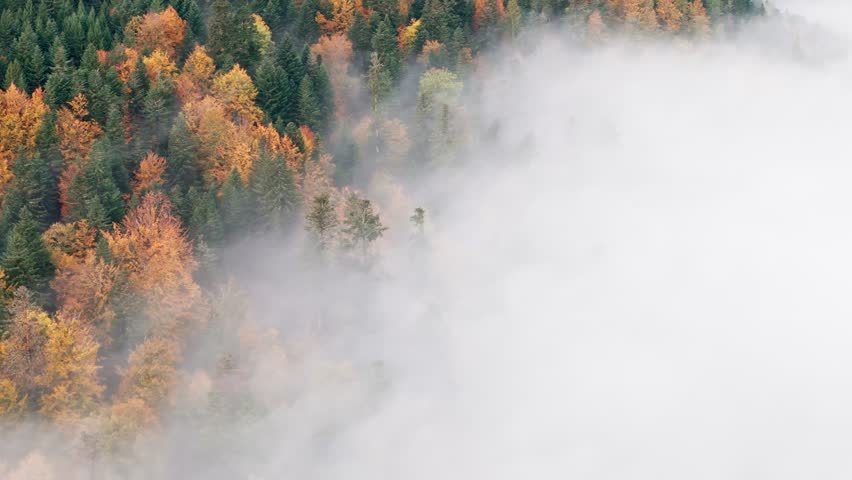 Aerial view flying through thick clouds over vibrant automnal mountain forest, 4K