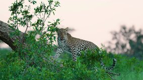 Footage of an afrcian Leopard (Panthera pardus) Climbing a tree. South Africa.
