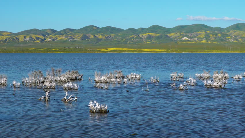 Soda Lake overlook, and wildflowers bloom at Carrizo Plain National Monument, central California