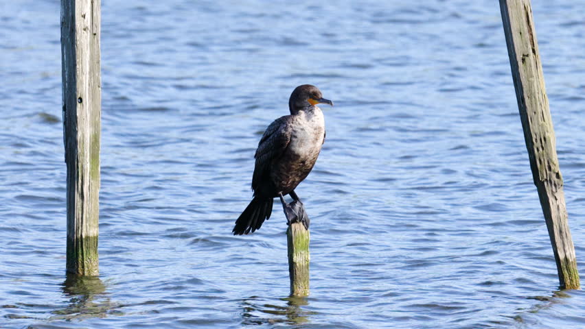 Cormorants perched on a wooden pole in the middle of the lake. Oso Flaco Lake, California