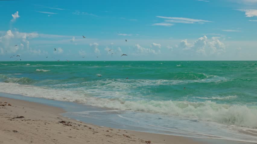Beautiful view of Atlantic Ocean's waves gently rolling onto sandy beach with seagulls and pelicans soaring above water's surface. Miami Beach. USA. | Shutterstock HD Video #1110987081