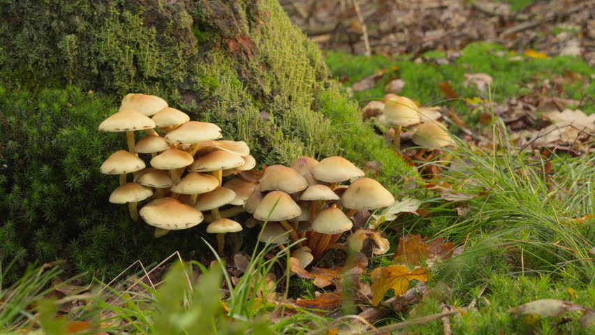Beautiful cluster of small mushrooms growing at the base of a mossy tree trunk in autumn. Slow pan.