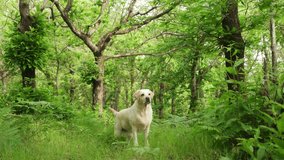 Labrador retriever dog in lush woods, a snapshot of tranquility and nature's bond. The still frame captures a moment of peaceful exploration in the forest.