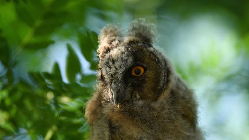 Long-eared Owl Asio Otus. Bird on the beautiful forest background. Chick in the wild. Slow motion.