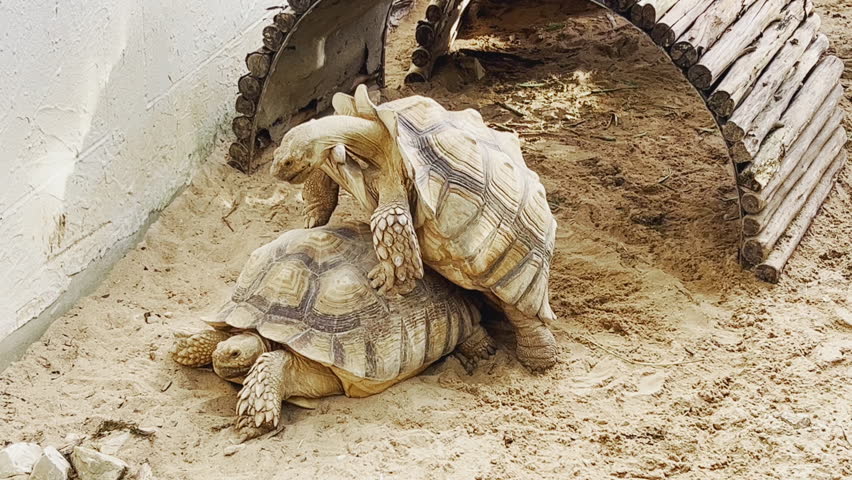 Close up 4K of two African spurred tortoises, sulcata, are breeding during mating season in zoo which is important for conservation and protection of these incredible creature, endangered species.